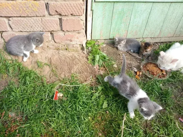 Спасение котят в Марксе - частное объявление в Маркс