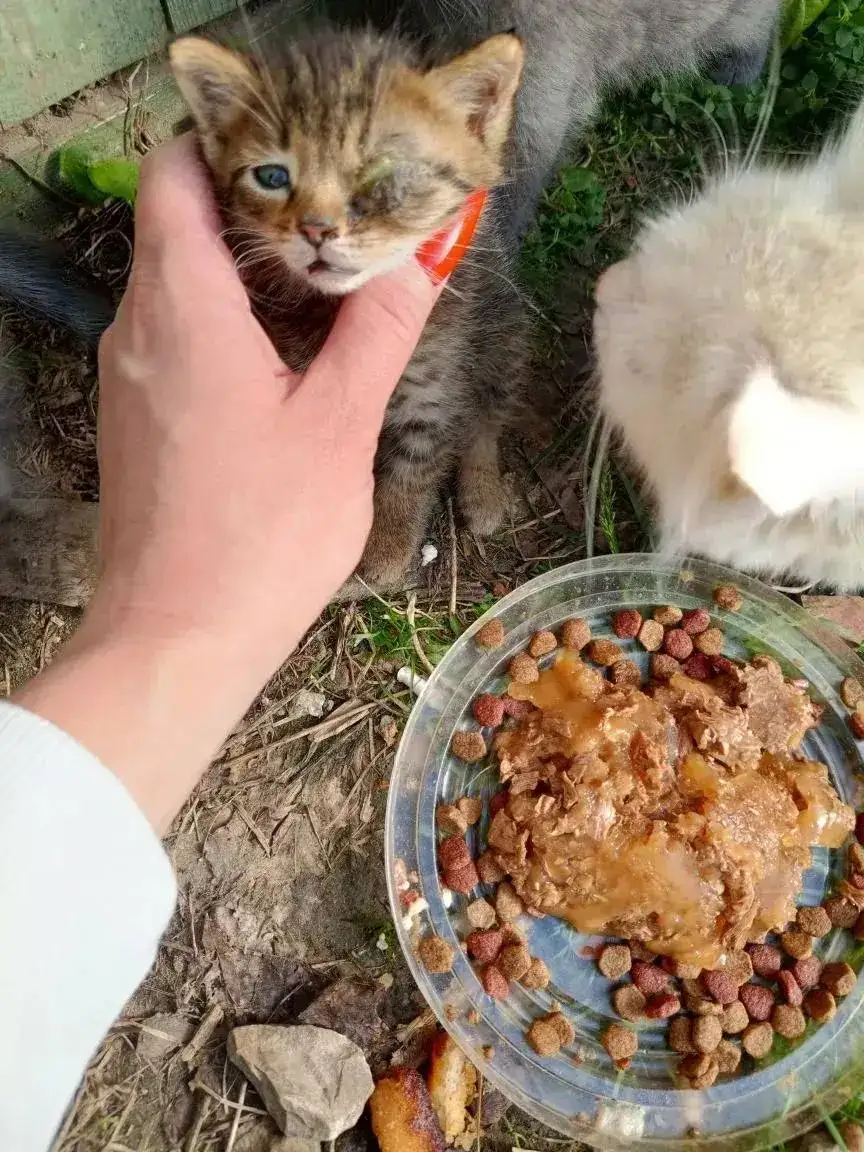 Спасение котят в Марксе - Кошки (Животные) в Маркс