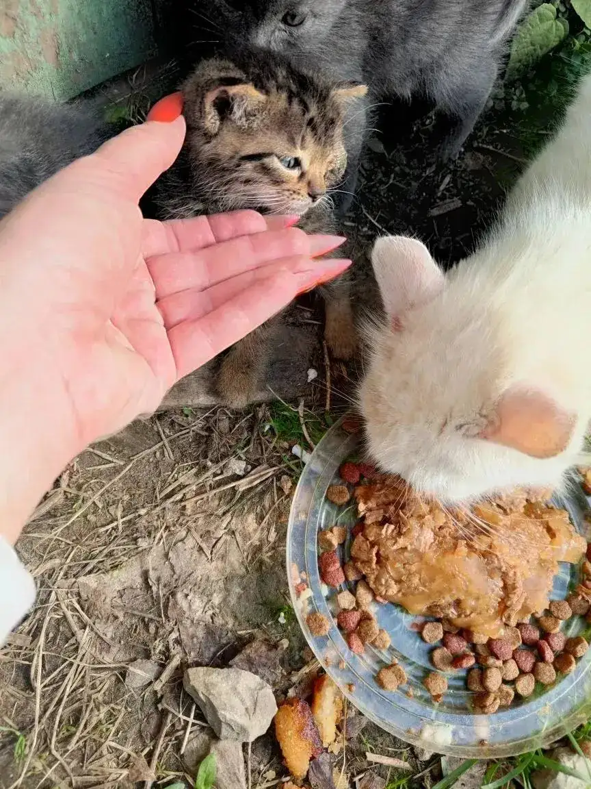 Спасение котят в Марксе - Кошки (Животные) в Маркс