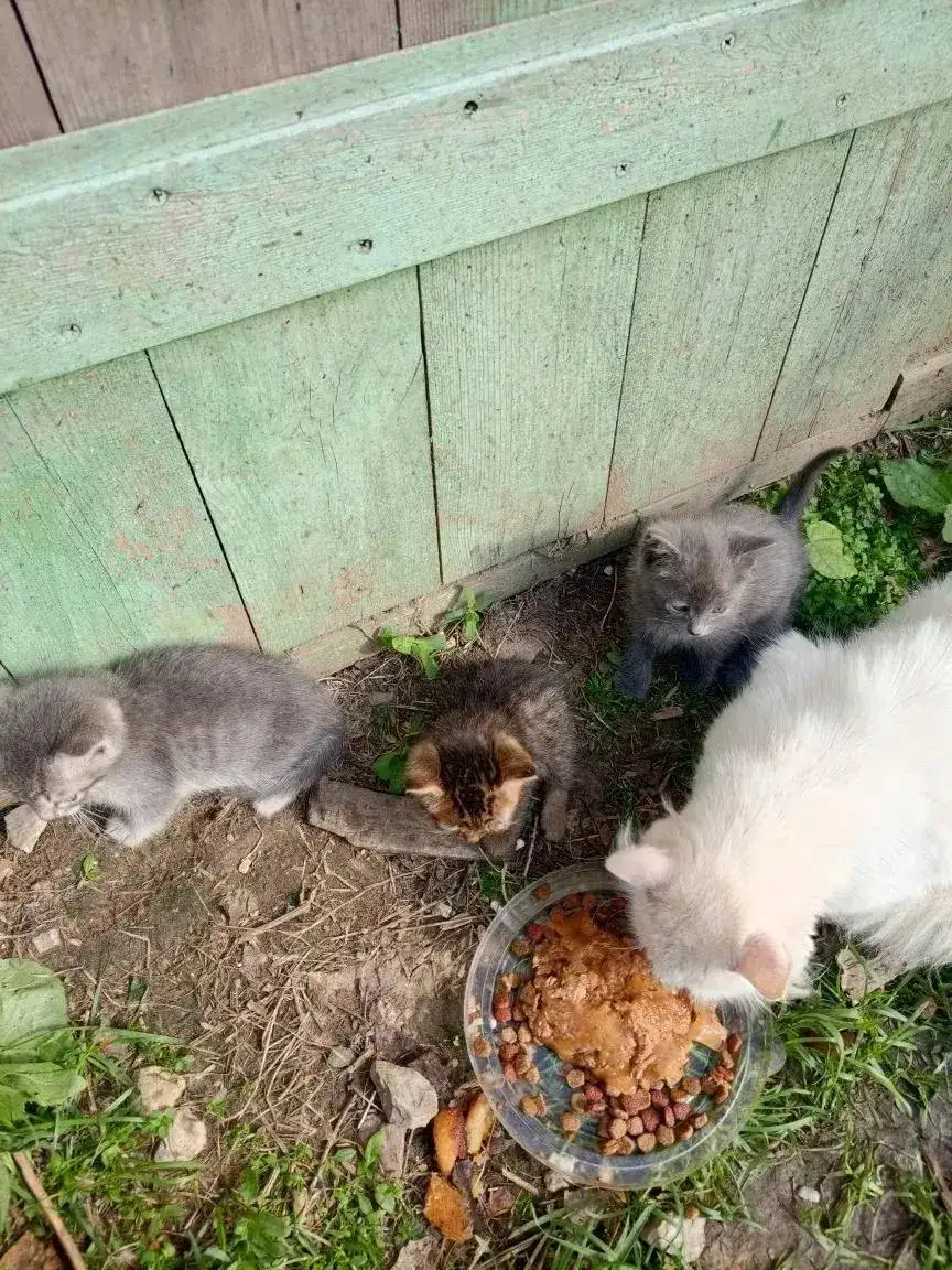 Спасение котят в Марксе - Кошки (Животные) в Маркс