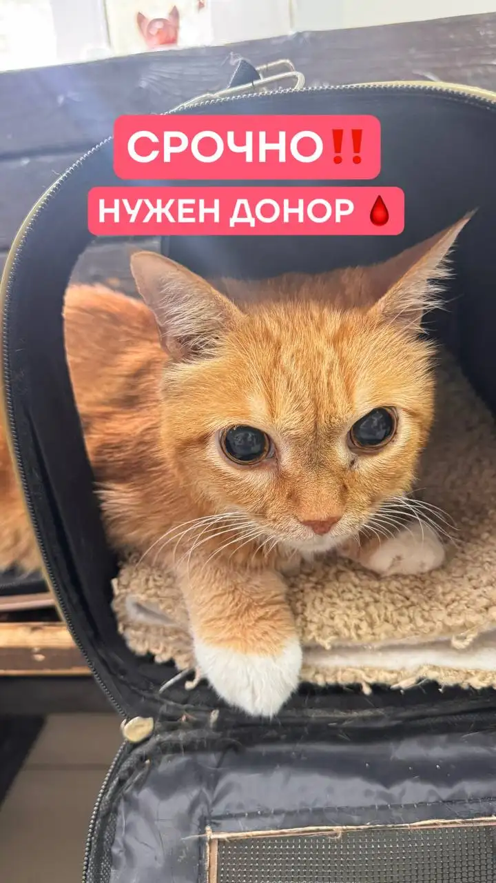 Срочно требуется донор крови для кота - Животные в Саратов