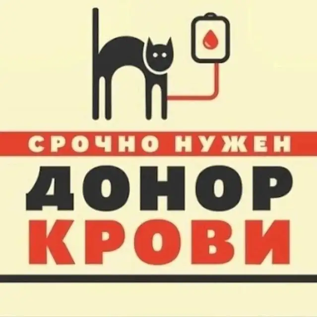 Срочно требуется донор крови для кота Амура - Услуги для животных (Животные) в Саратов