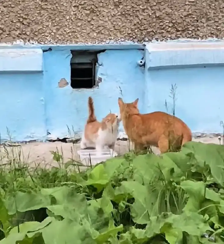 Срочная помощь кошке с котятами - Животные в Ртищево