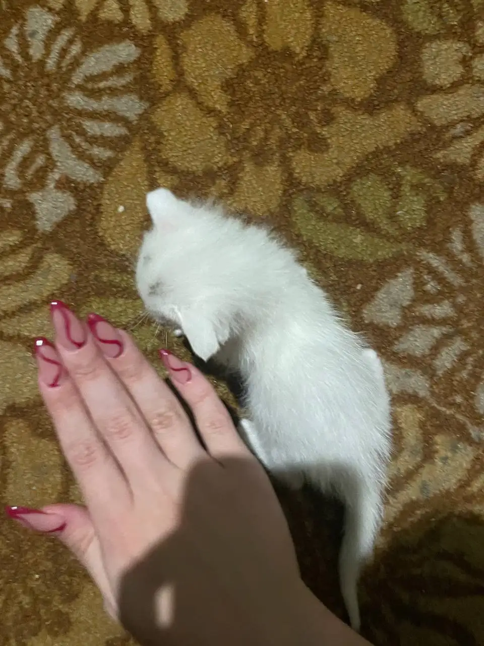 Срочно нужна кормящая кошка для котенка - Животные в Саратов