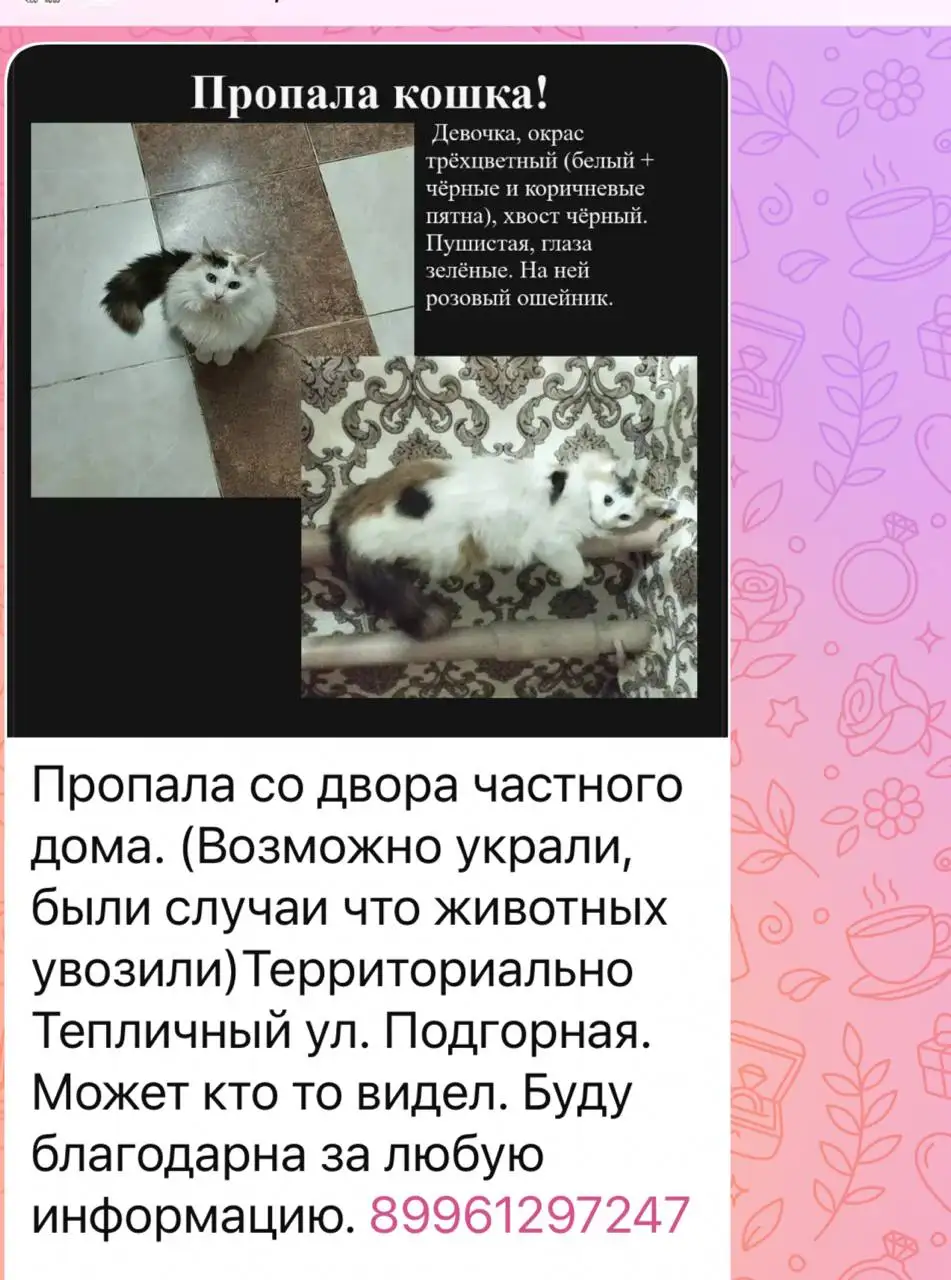 Потерялась кошка, ул. Подгорная, Тепличный - Потеря животных (Животные) в Саратов
