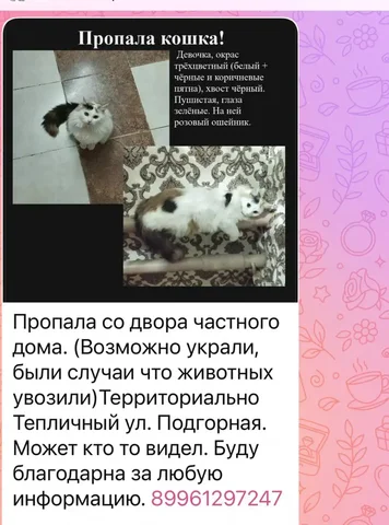 Потерялась кошка, ул. Подгорная, Тепличный - Ветеринария в Саратов