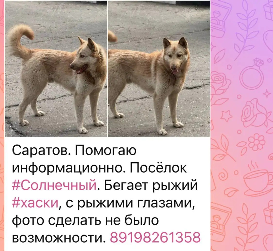 Потерялся рыжий хаски в посёлке Солнечный - Потеряшки (Животные) в Саратов
