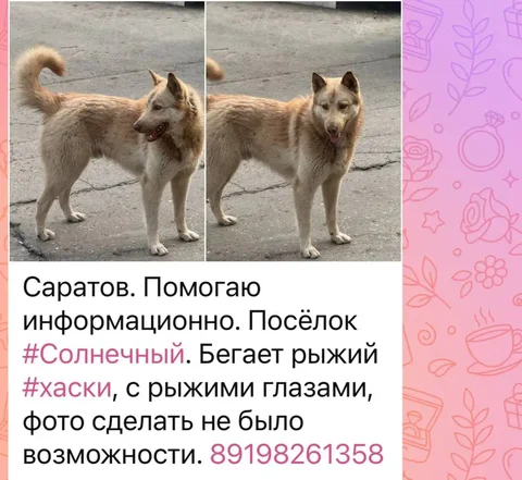 Потерялся рыжий хаски в посёлке Солнечный - Ветеринария в Саратов
