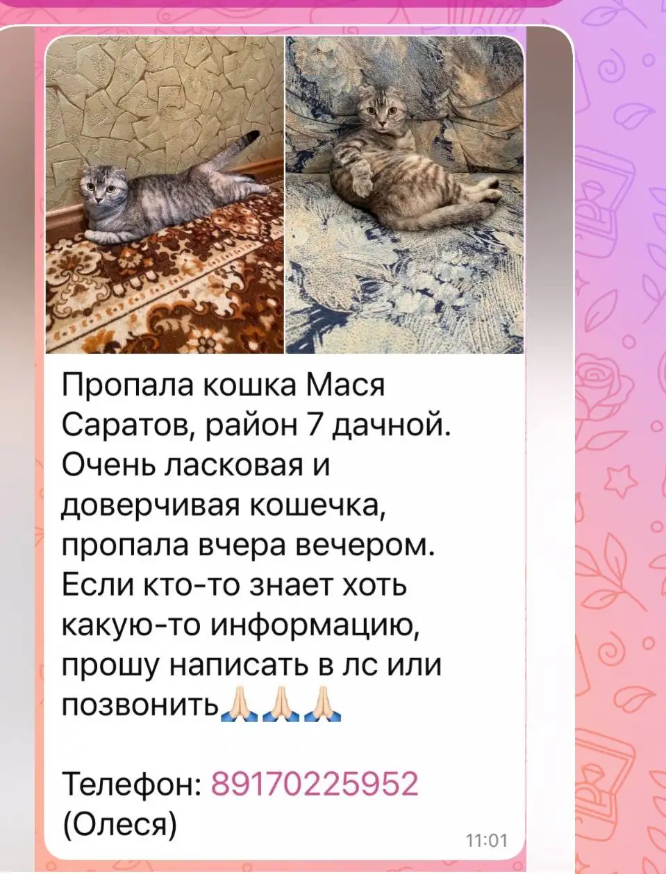 Потеряшка - Животные в Саратов
