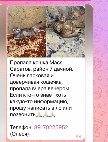 Потеряшка - Ветеринария в Саратов