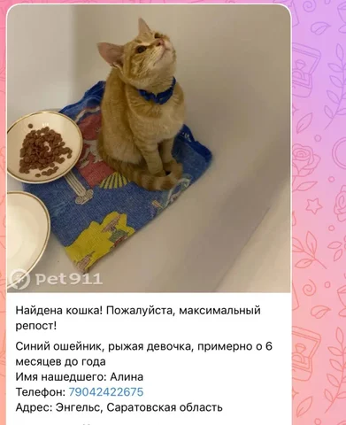 Потеряшки Саратов - Ветеринария в Саратов