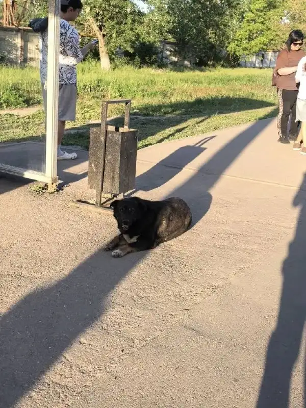 Потеряшка на ВСО - Животные в Саратов