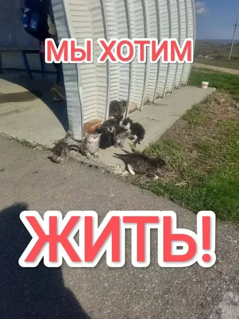 Сбор средств на лечение 9 котят - Ветеринария в Саратов