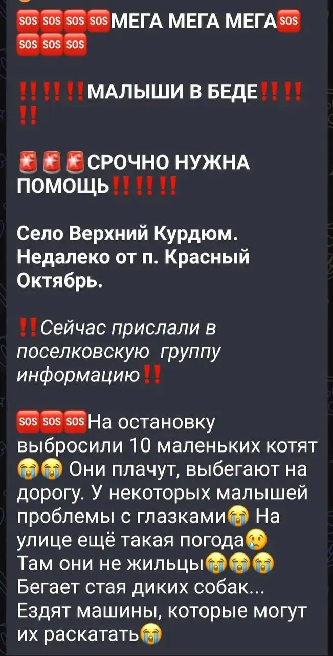 Сбор средств на лечение 9 котят - Сбор средств на лечение (Животные) в Саратов