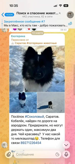 Собака Мира нашла новую семью - Ветеринария в Саратов