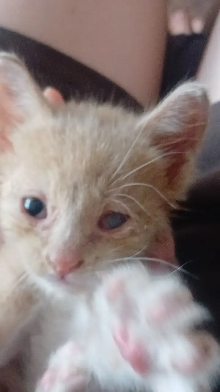 Сбор на лечение котенка - Животные в Саратов