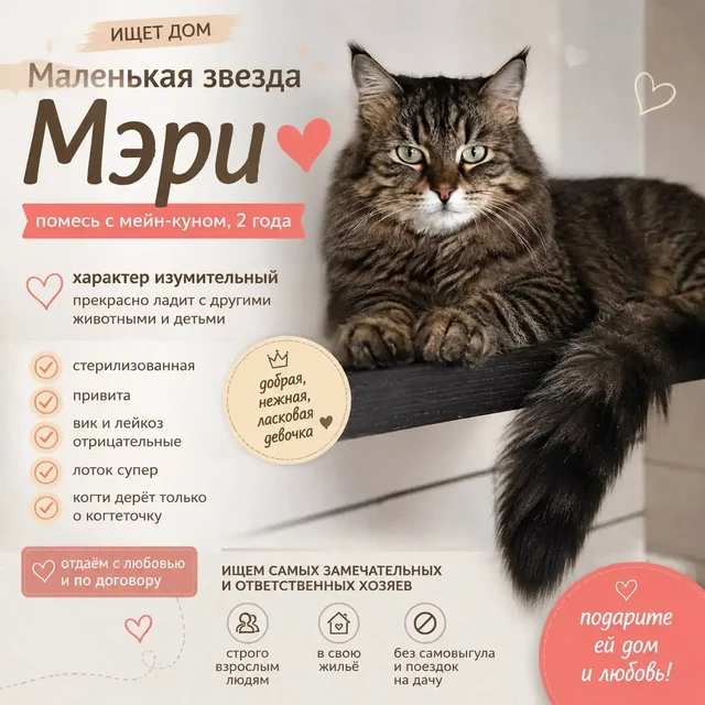 Кошечка Мэри ищет дом - Ветеринария в Саратов