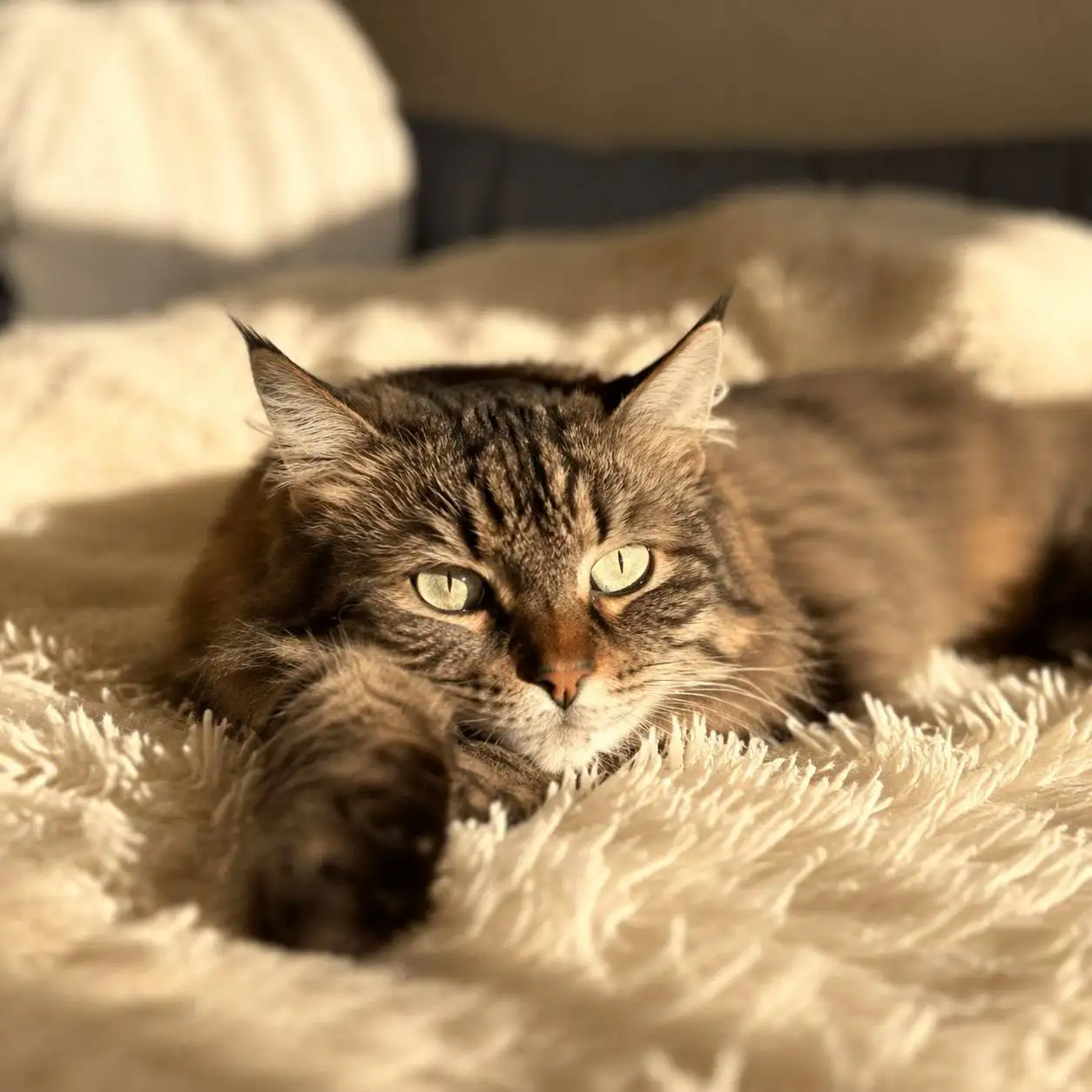 Кошечка Мэри ищет дом - Кошки (Животные) в Саратов