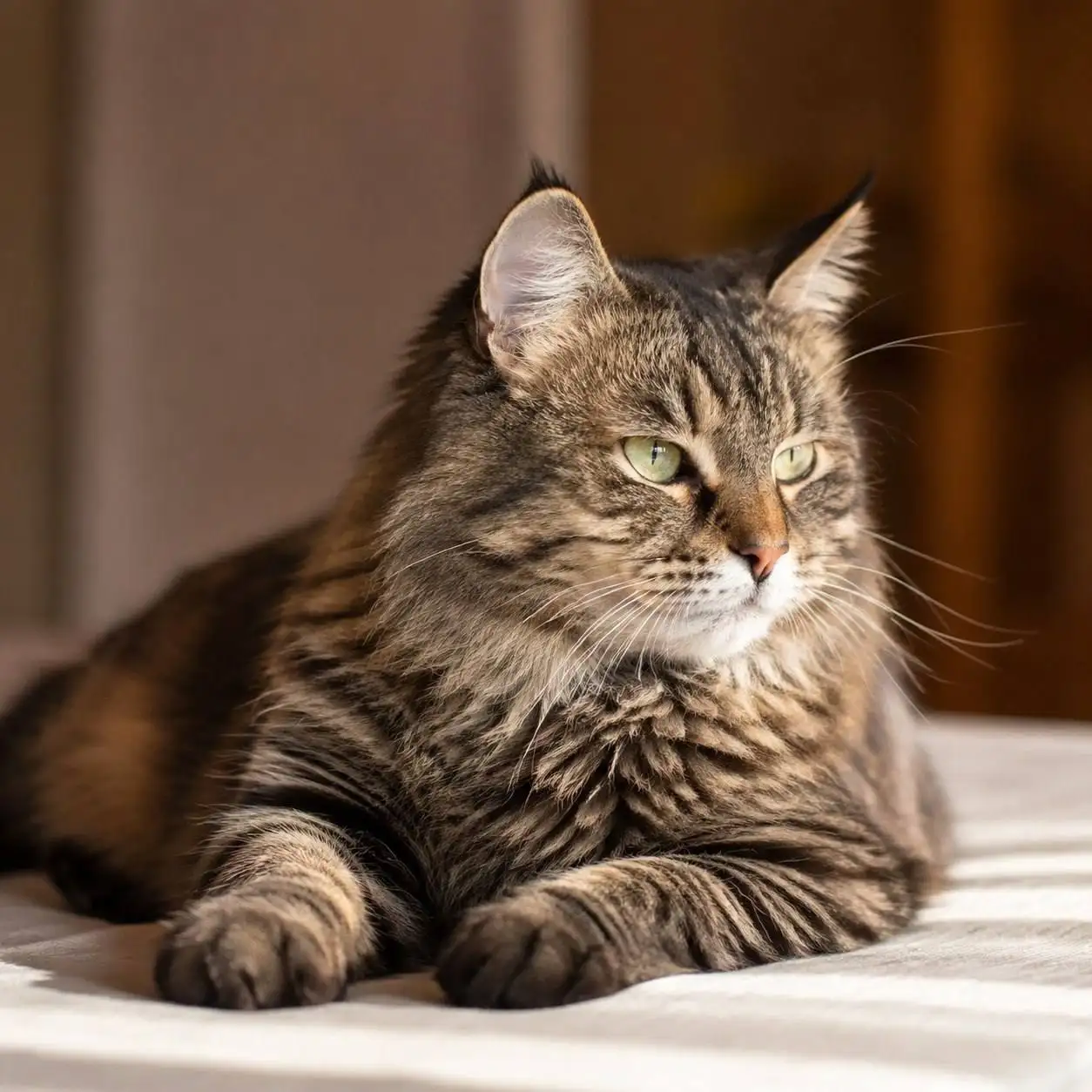 Кошечка Мэри ищет дом - Кошки (Животные) в Саратов