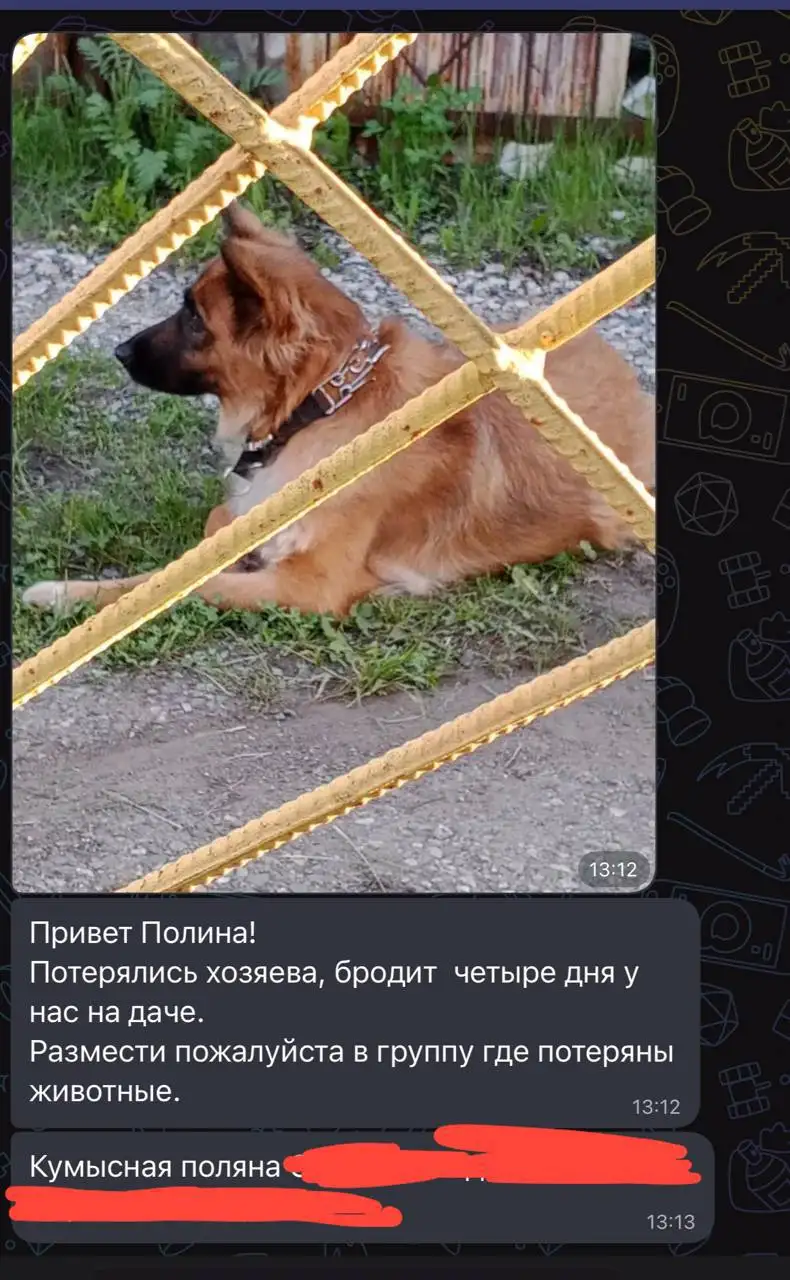 Потеряшка в Саратове - null (Животные) в Саратов