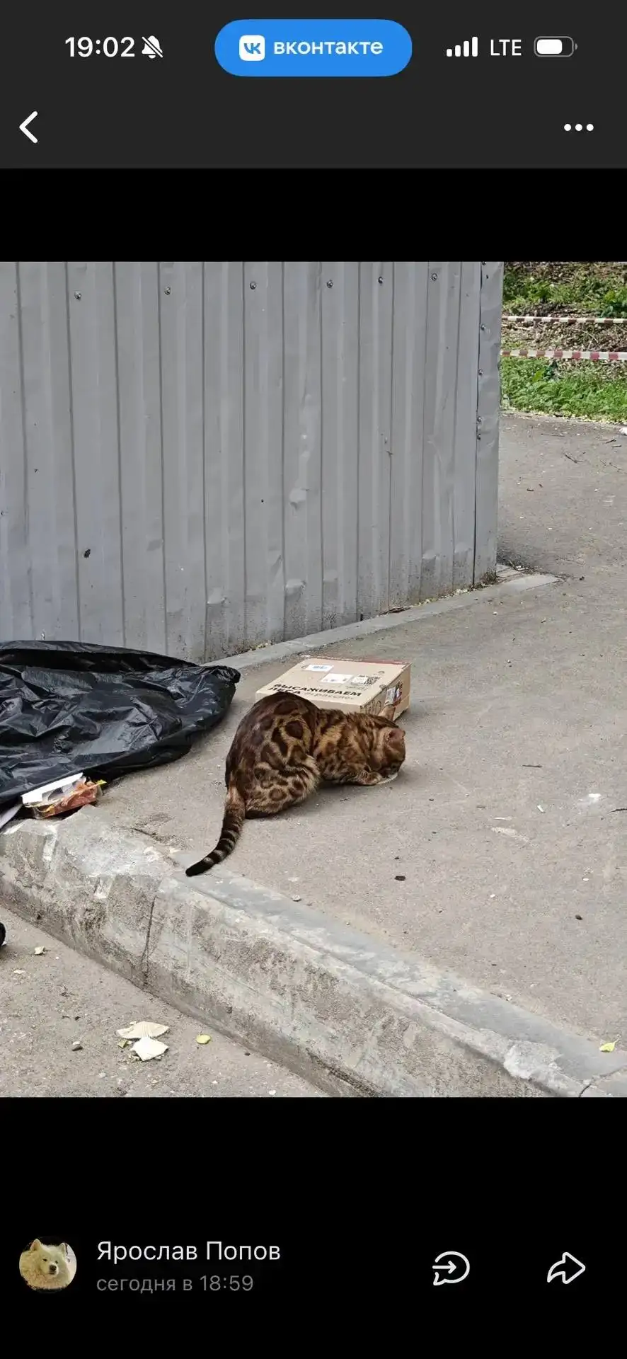 Потерялась кошка, похожая на бенгала - Животные в Саратов