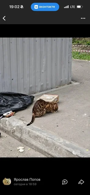 Потерялась кошка, похожая на бенгала - Ветеринария в Саратов