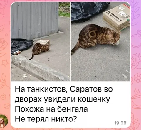Потеряшка у улицы Зенитной - Бесплатно в Саратов