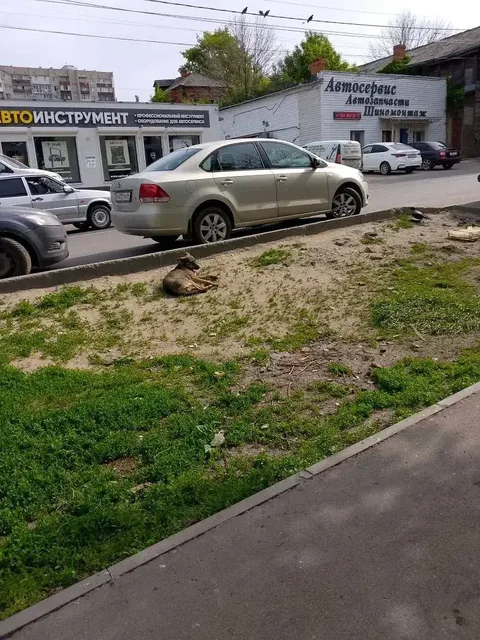 Собаки в плохом состоянии на ул. Комсомольская - Ветеринария в Саратов