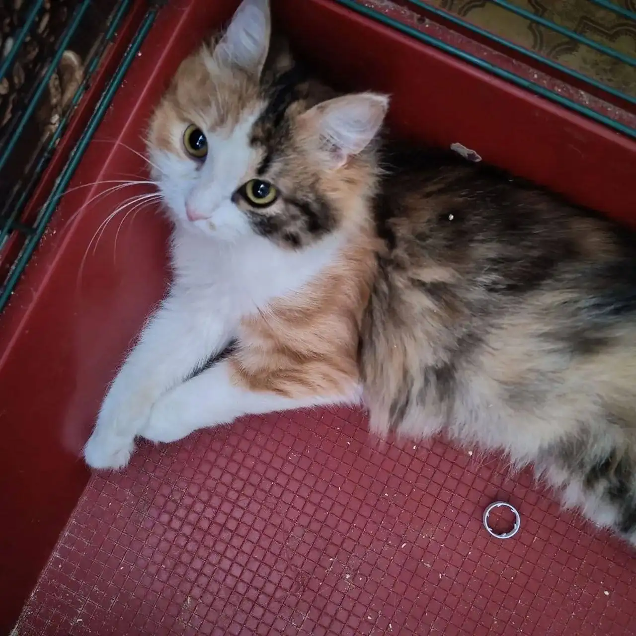 Пристрой трехцветной кошки Ташеньки - Кошки (Животные) в Энгельс