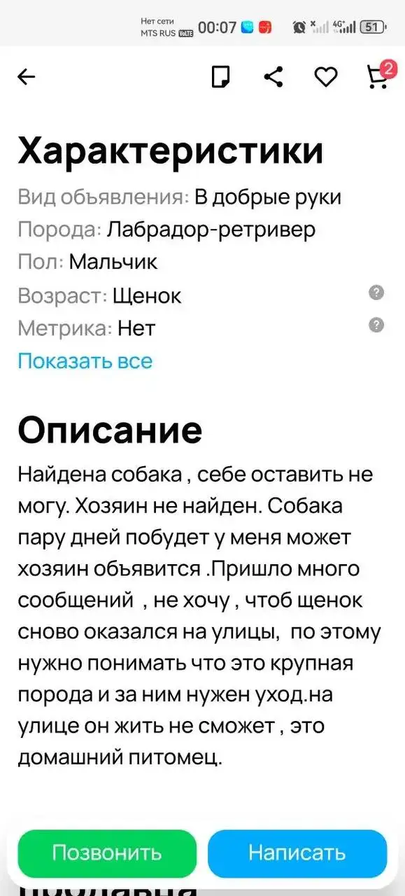 Щенок лабрадора-ретривера - Собаки (Животные) в Саратов