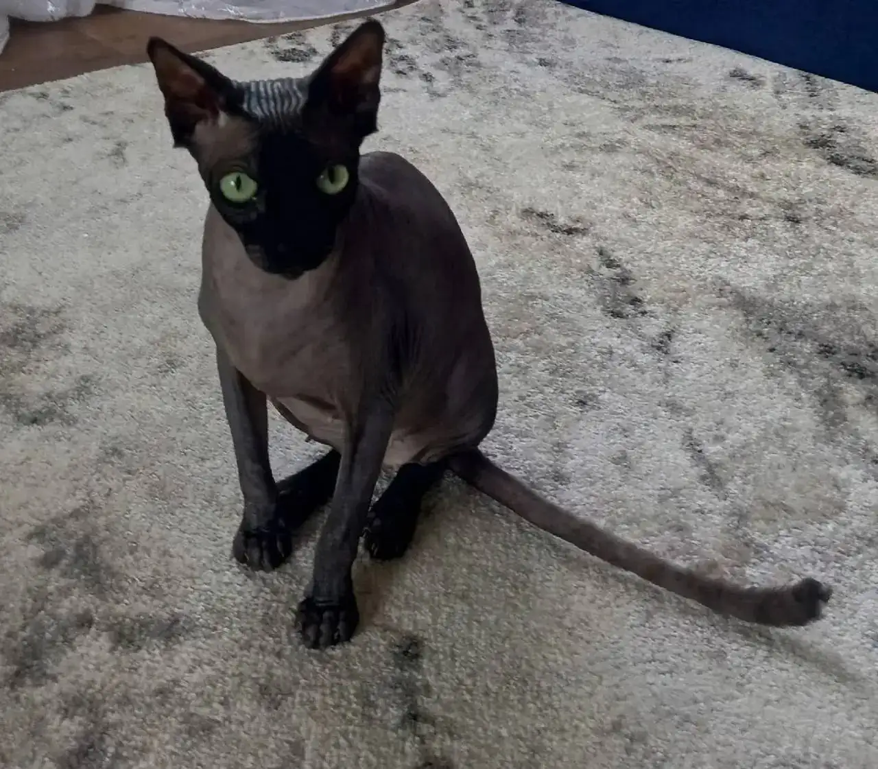 Отдаются кошки и котята - Кошки (Животные) в Саратов