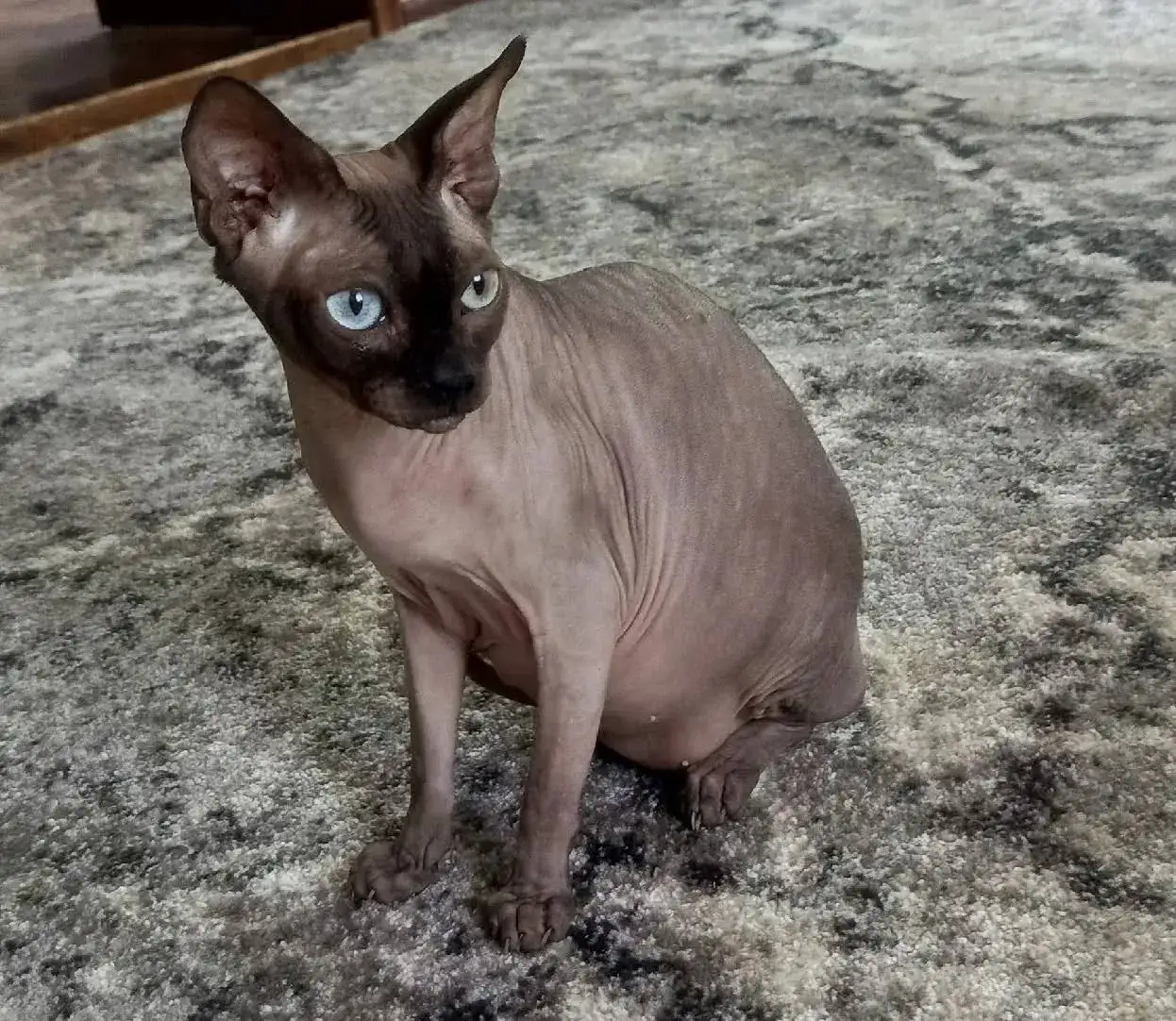 Отдаются кошки и котята - Кошки (Животные) в Саратов