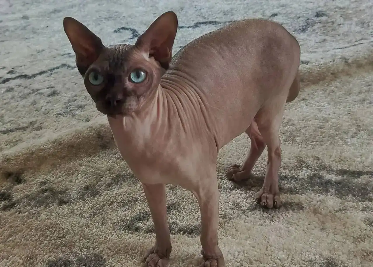 Отдаются кошки и котята - Кошки (Животные) в Саратов