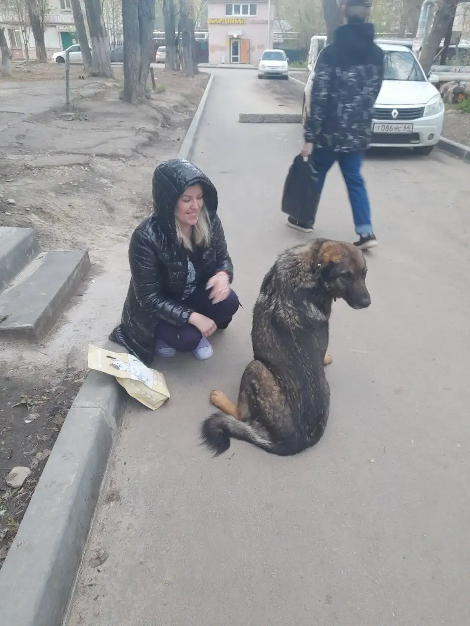 Потерялись собаки: Граф, Пушок, Лада - Потеряшки (Животные) в Саратов