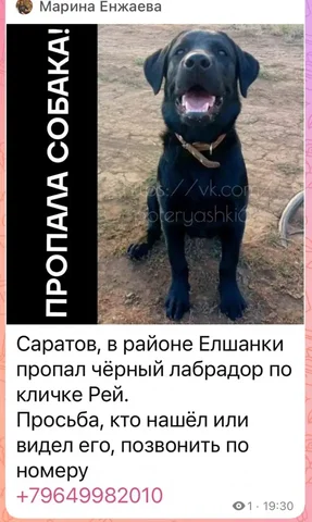 Потерялся черный лабрадор - Ветеринария в Саратов