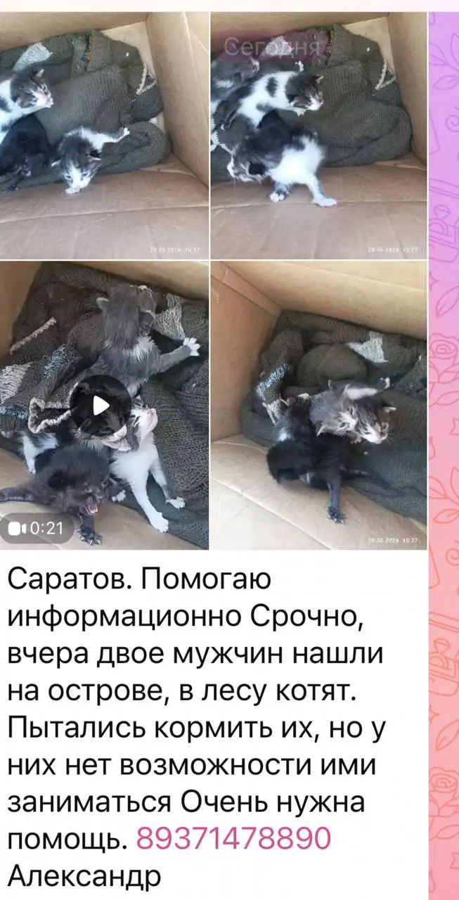 Бесплатные котята, нужна помощь - Животные в Саратов