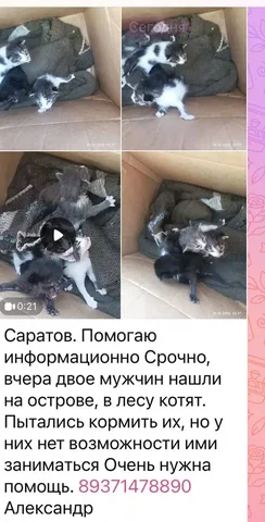 Бесплатные котята, нужна помощь - Ветеринария в Саратов