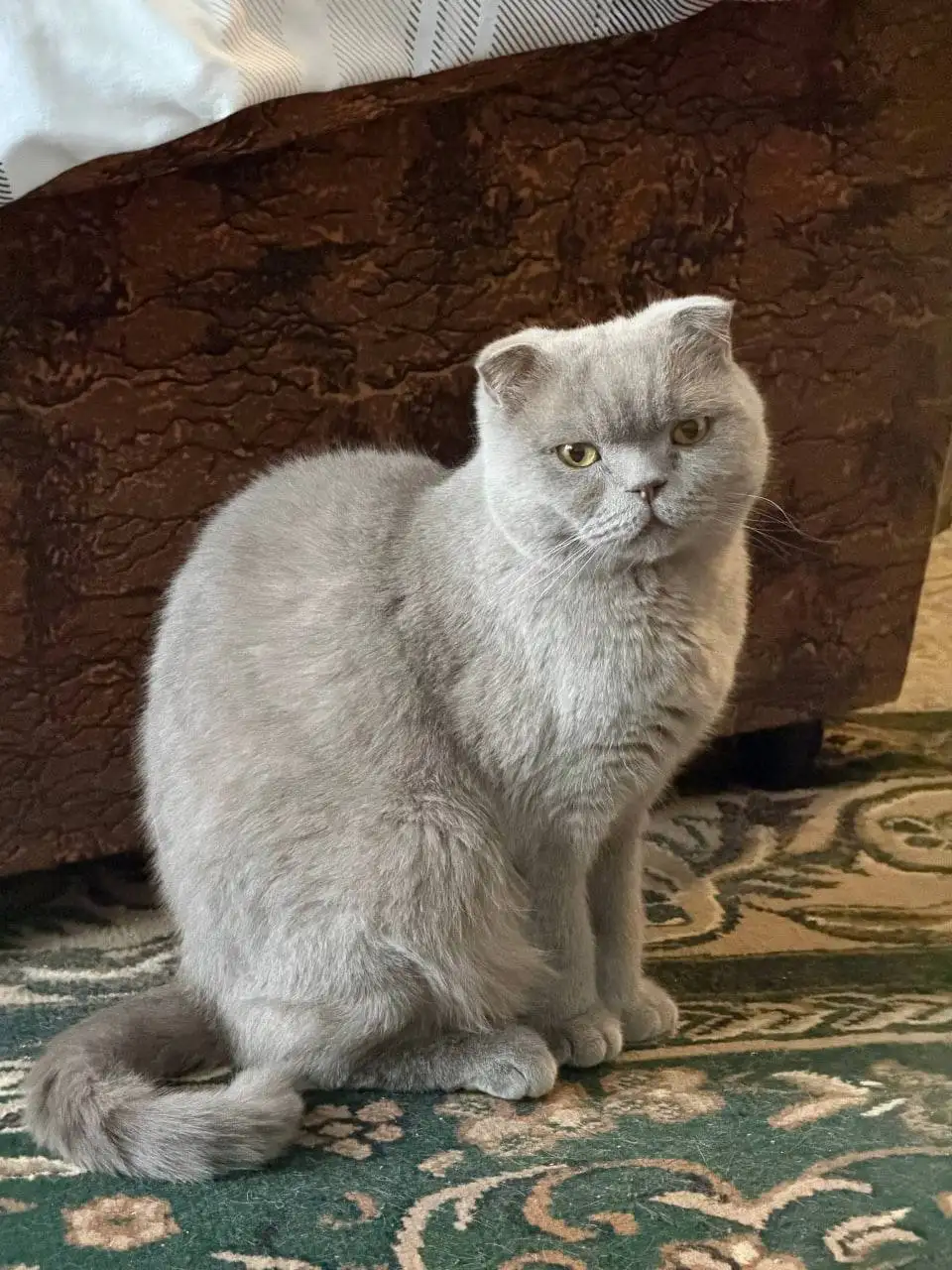Помогите найти кота Зевса - Кошки (Животные) в Саратов