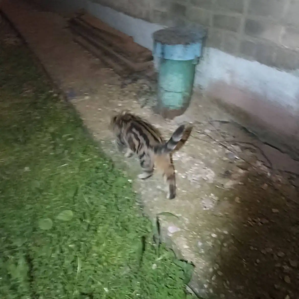 Срочно нужен дом кошке с котятами - Животные в Калининск