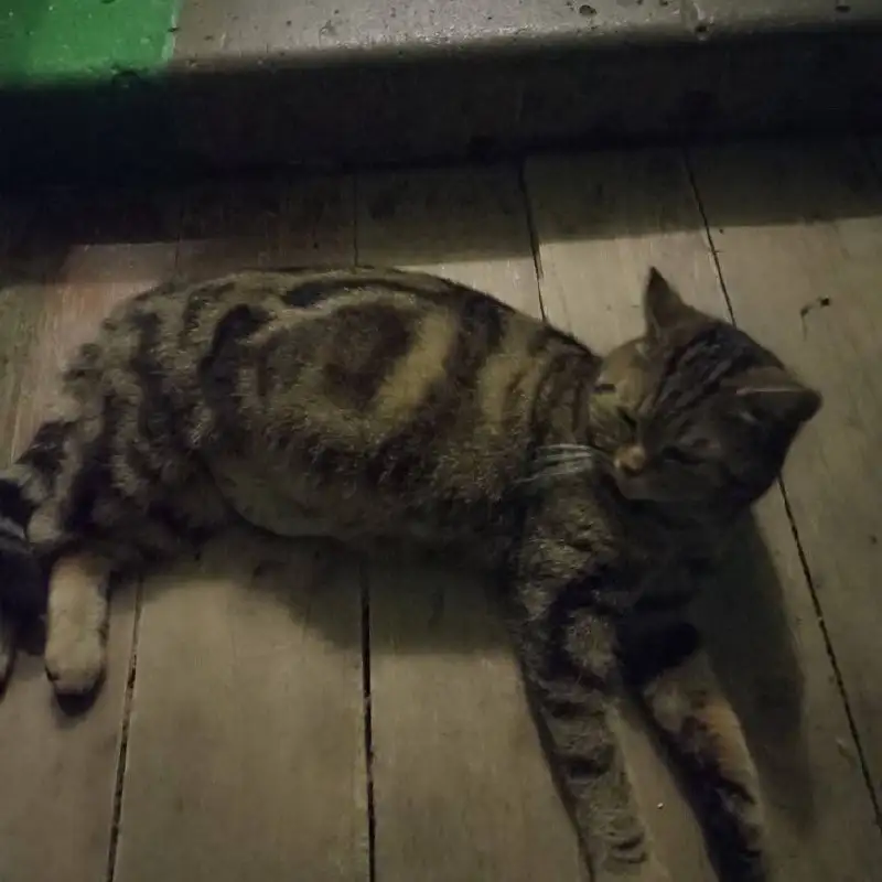 Срочно нужен дом кошке с котятами - Животные в Калининск