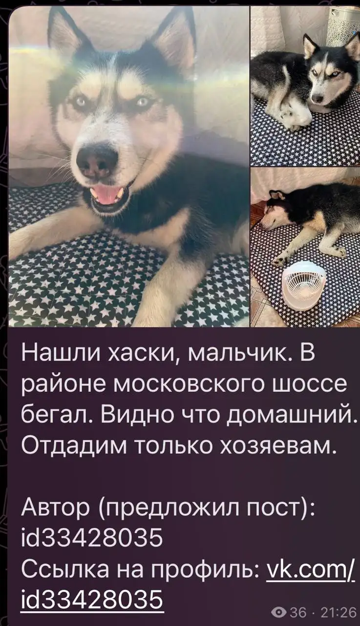 Найдена хаски в районе московского шоссе - Потерянные животные (Животные) в Саратов