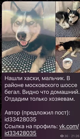 Найдена хаски в районе московского шоссе - Ветеринария в Саратов