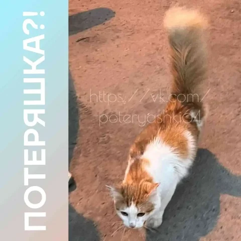 Потерялся котик Кузя - Пропажа в Саратов
