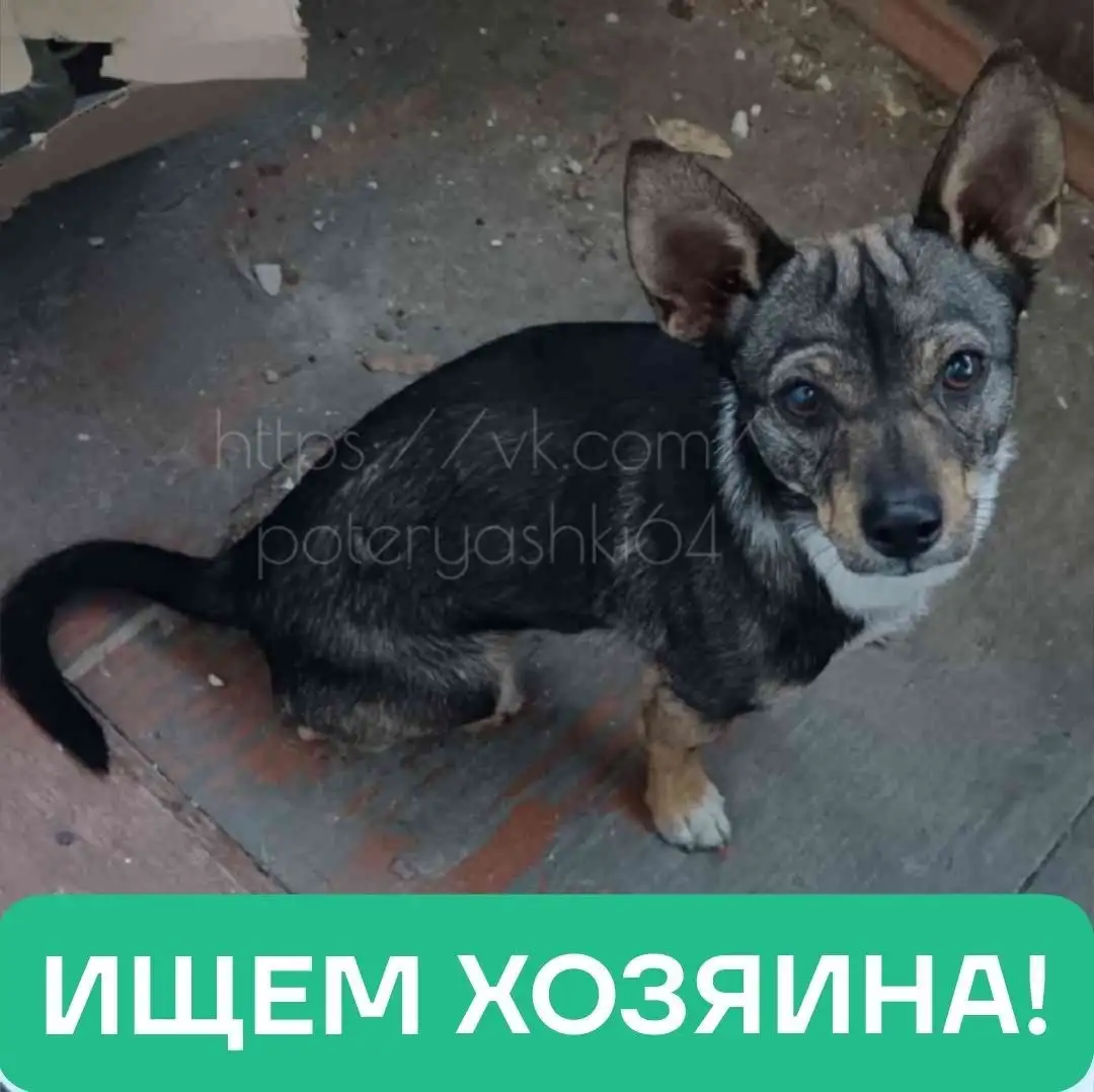 Найдена собака в Саратове - Потеряшки (Животные) в Саратов
