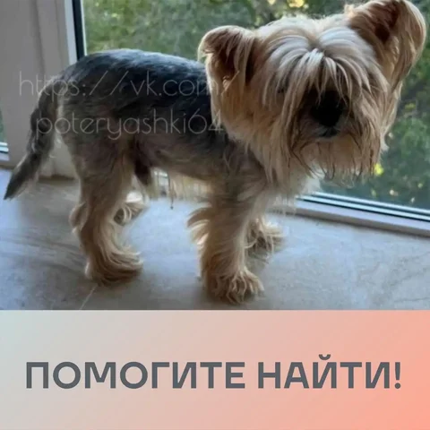 Пропала собака. Йоркширский терьер, мальчик, кличка Ярик. - Пропажа в Саратов