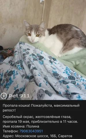 Потеряшка: серый или белый - Пропажа в Саратов