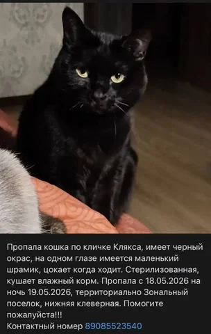 Потеряшка - животное в Саратове - Пропажа в Саратов