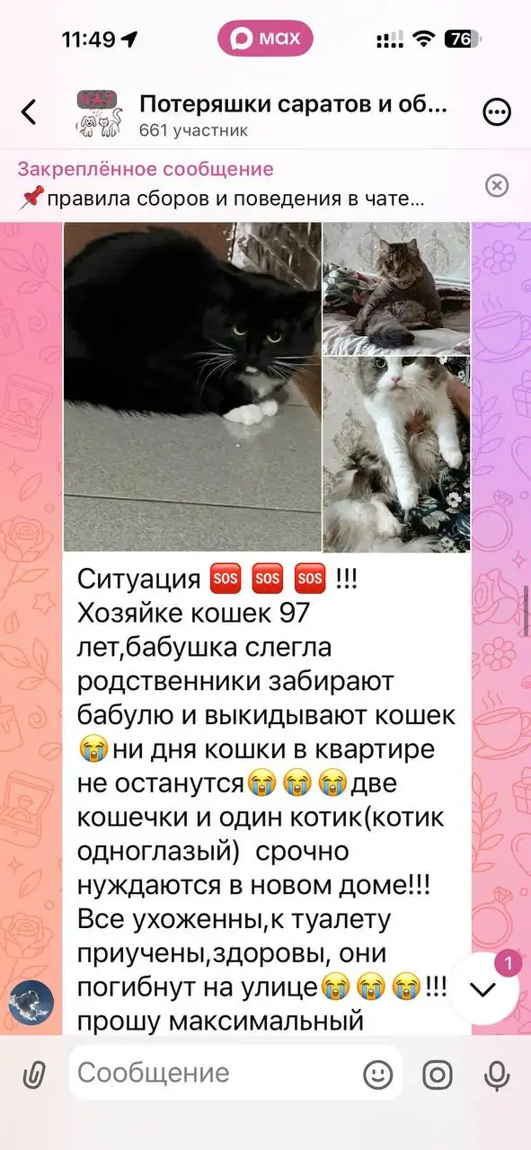 Поиск недорогой передержки для кошек - Передержка (Животные) в Саратов