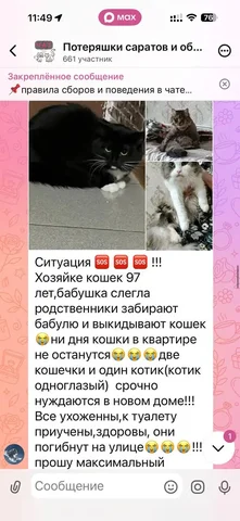 Поиск недорогой передержки для кошек - Животные в Саратов