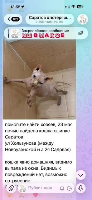 Из одного окна вывалились - Животные в Саратов